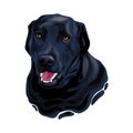 Black Labrador Retriever dog head Royalty Free Stock Photo