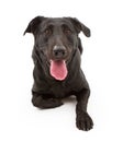 Black Labrador Retriever Dog Isolated on White Royalty Free Stock Photo