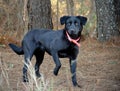 Black Labrador Retriever dog