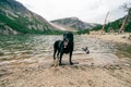 Black labrador retriever dog in the lake at St Marys Glacier Colorado Royalty Free Stock Photo