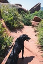 Black labrador retriever dog on a leash goes for a hike in Red Rocks Park in Colorado Royalty Free Stock Photo