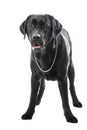 Black labrador retriever dog lying on isolated white Royalty Free Stock Photo