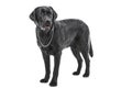 Black labrador retriever dog lying on isolated white Royalty Free Stock Photo