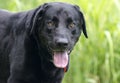 Black Labrador Retriever Dog with panting tongue Royalty Free Stock Photo