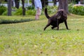 Black Labrador retriever dog playing with a ball on his mouth Royalty Free Stock Photo