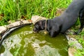 Black Labrador Retriever Dog Royalty Free Stock Photo