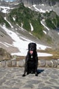 Black labrador retriever dog poses at Heather Meadows in Washington State Mt Baker area Royalty Free Stock Photo