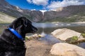 Black Labrador Retriever dog poses and sits to view Summit Lake in Colorado