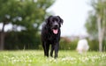 Black Labrador retriever dog in run Royalty Free Stock Photo