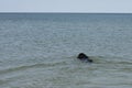 Black labrador retriever dog swim in the water for the stick Royalty Free Stock Photo