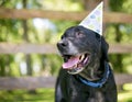 A black Labrador Retriever dog wearing a birthday party hat Royalty Free Stock Photo