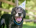 A black Labrador Retriever dog wearing a birthday party hat Royalty Free Stock Photo