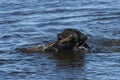 A Black Labrador Retriever fetching a stick