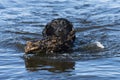 A Black Labrador Retriever fetching a stick Royalty Free Stock Photo