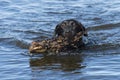 A Black Labrador Retriever fetching a stick