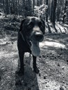 Black labrador retriever in forrest on a sunny summer day