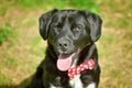 Black labrador retriever greyhound mix dog sitting outside watching waiting alert looking happy excited while panting smiling and Royalty Free Stock Photo