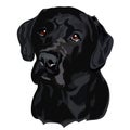 Black Labrador Retriever Head Vector Illustration. Portrait of a dog on a white background Royalty Free Stock Photo