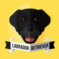 Black Labrador Retriever