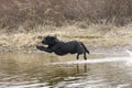 Black labs leaps into the water