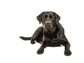 Black labrador retriever lying on the floor facing the camera is Royalty Free Stock Photo