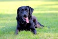 Black Labrador Retriever lying on the ground in a park in green grass. Background is green. It's a close up view Royalty Free Stock Photo