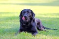 Black Labrador Retriever lying on the ground in a park in green grass. Background is green. It's a close up view Royalty Free Stock Photo