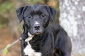 Black Labrador Retriever mix breed dog outside Royalty Free Stock Photo