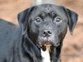 Black Labrador Retriever mix breed dog outside Royalty Free Stock Photo