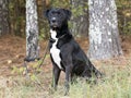 Black Labrador Retriever mix breed dog sitting outside Royalty Free Stock Photo
