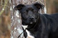 Black Labrador Retriever mixed breed