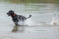 Black Labrador Retriever on the move