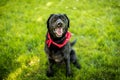 Black Labrador Retriever panting smiling