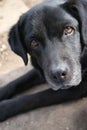 A black Labrador Retriever photo. Man\'s best friend. Adult Labrador face. Royalty Free Stock Photo