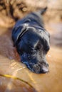 Black labrador retriever playing in a puddle of water, wet and muddy