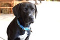 Black Labrador Retriever and Pointer mix breed dog with blue collar