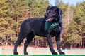 Black Labrador retriever portrait Royalty Free Stock Photo