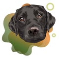 Black labrador retriever. Portrait of a dog on a colored background. Vector illustration Royalty Free Stock Photo