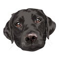 Black labrador retriever. Portrait of a dog on a white background. Vector illustration Royalty Free Stock Photo