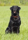 Black Labrador retriever portrait, sitting positio Royalty Free Stock Photo