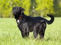 Black Labrador retriever portrait, standing positi Royalty Free Stock Photo