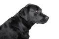Black Labrador retriever profile Royalty Free Stock Photo