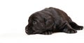 Black labrador retriever puppy age 3 weeks