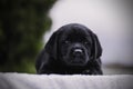 Black Labrador Retriever puppy on a garden blanket