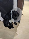 Labrador retriever puppy wearing a cone of shame. Royalty Free Stock Photo