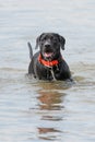 Black Labrador Retriever Puppy in water