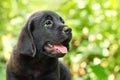 Black labrador retriever puppy in the yard