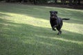 A Black Labrador Retriever running in the grass.