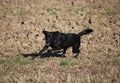 A black labrador retriever is running on a sandy field