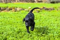 Black labrador retriever runs Royalty Free Stock Photo